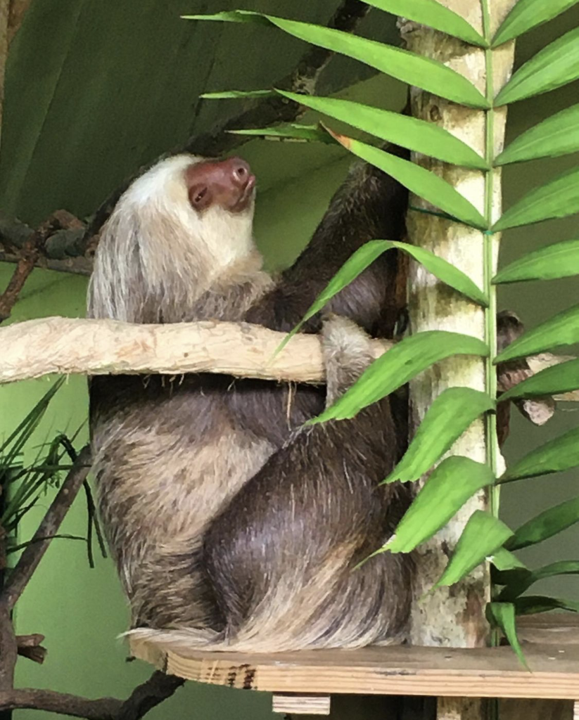 ¿Sabías que en Panamá hay 3 de las 6 especies de perezosos que existen?