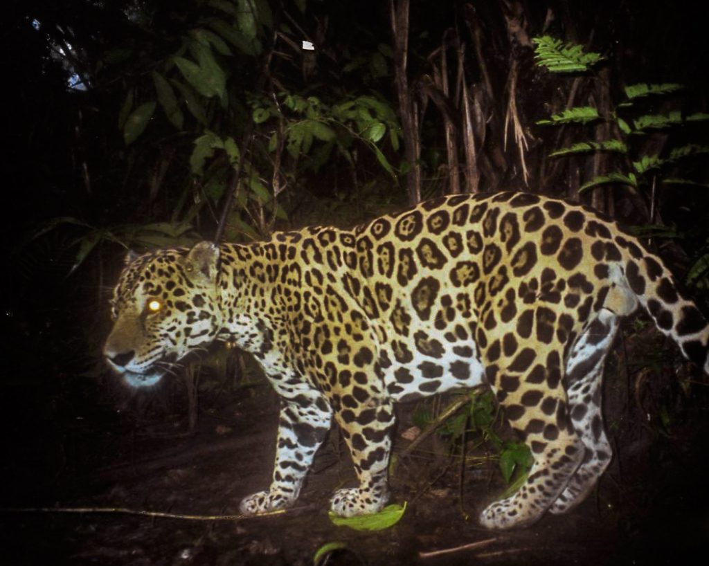 El jaguar es el felino más grande de América y el tercero más grande en el mundo