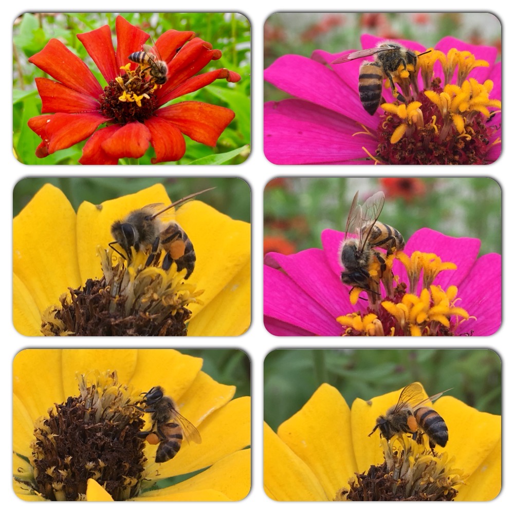 ¿Sabías que dependemos de la supervivencia de las abejas?